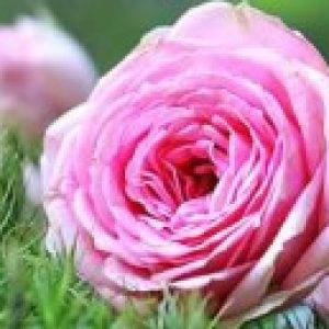 تصویر پروفایل  neda didar